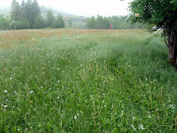 Karplanter, moser og lav En generell omtale av vegetasjonen i tiltaks- og influensområdet er gitt av Nordvik (2008) som skriver at området mellom planlagt kraftstasjon og inntak består av bærlyng-,