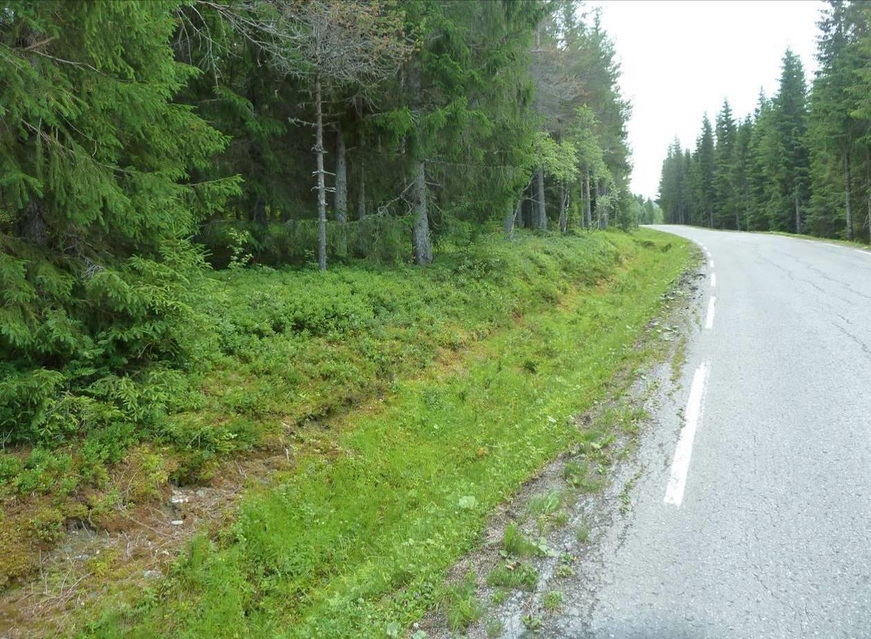 ligger ved høydekote 270 m. Berggrunnen består av glimmergneis, glimmerskifer, metasandstein og amfibolitt. Naturtyper, utforminger og vegetasjonstyper.