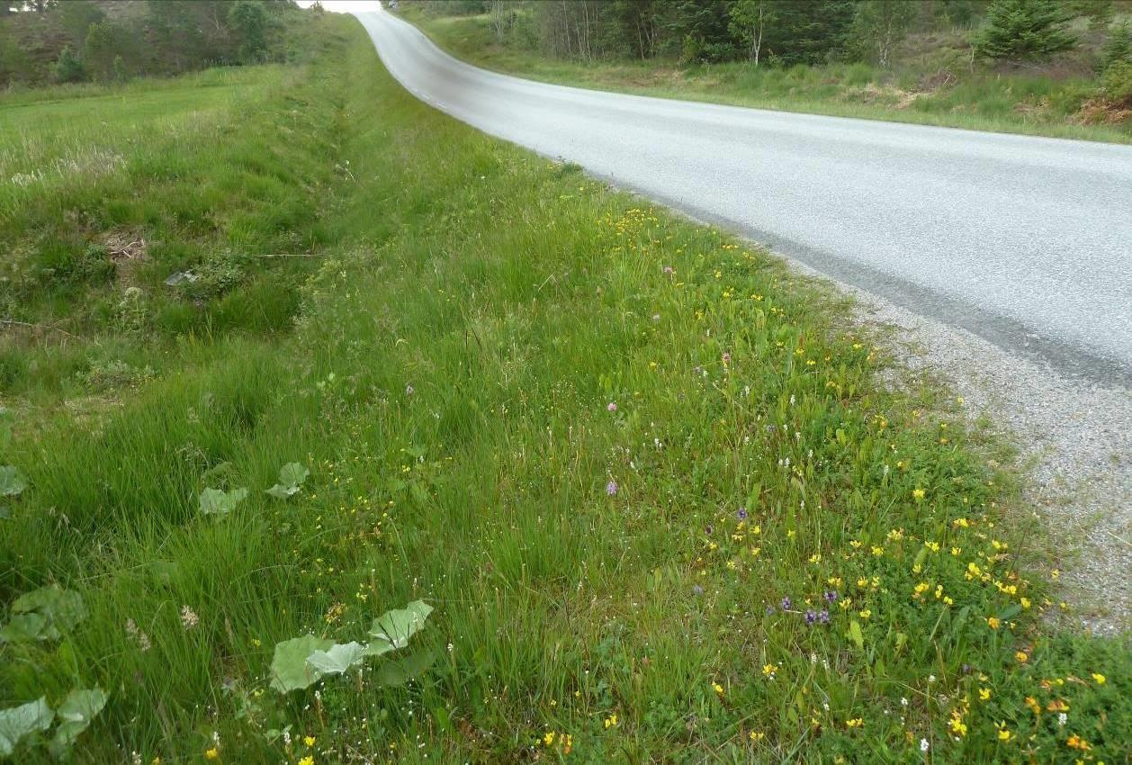 Naturtyper, utforminger og vegetasjonstyper. Naturtypen er en engpreget erstatningsbiotop, delnaturtype vei- og jernbanekant, tørreng i mosaikk med frisk-fuktig utforming. Artsmangfold.