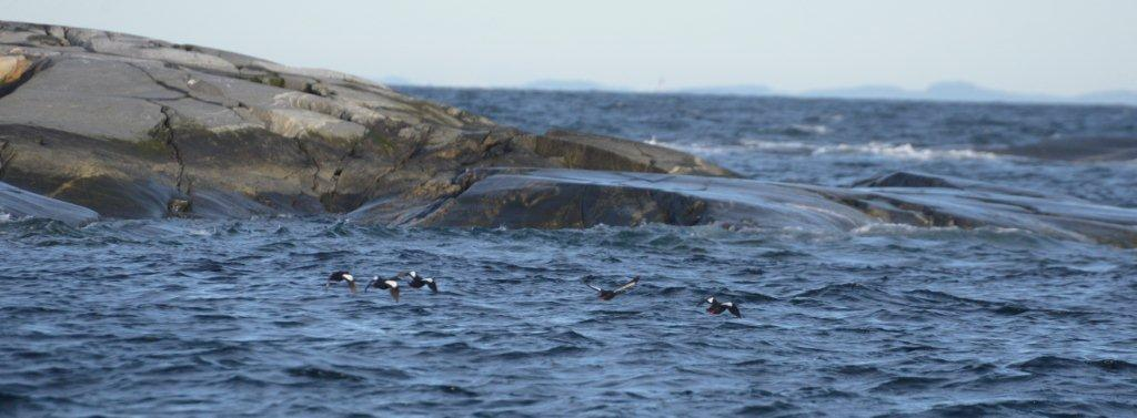 Figur 3-2 De røde fugle-figurene viser hvilke øyer det er blitt tellet sjøfugl i Heia-Tisler arkipelet.