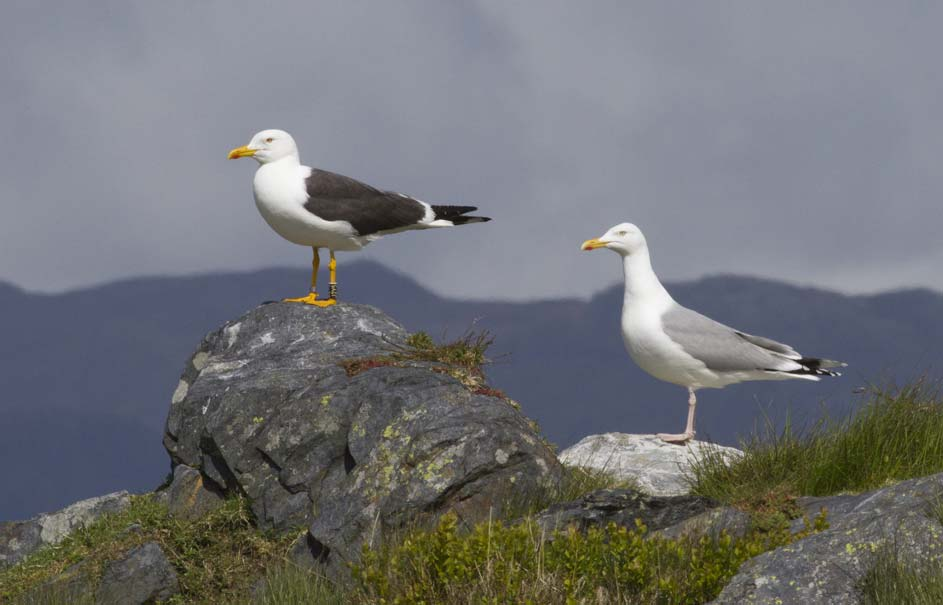 13 Vedlegg Vedlegg I SEAPOP resultat Lyngøy 2015 (Excel fil, datert 05.02.