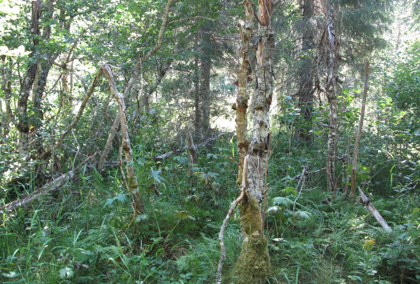 Vegetasjon, flora På kollen i nord samt i indre deler, er blåbær- og småbregnegranskog dominerende vegetasjonstype men det forekommer her også fragmenter av lågurt- og høgstaudegranskog.