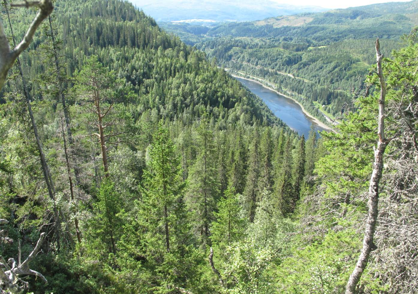 Figur 2. Fra kollen i øst med utsikt over Namsen. Eldre skog i midtre billedkant er innenfor tilbudt areal. Lokaliteten fortsetter innover til venstre.