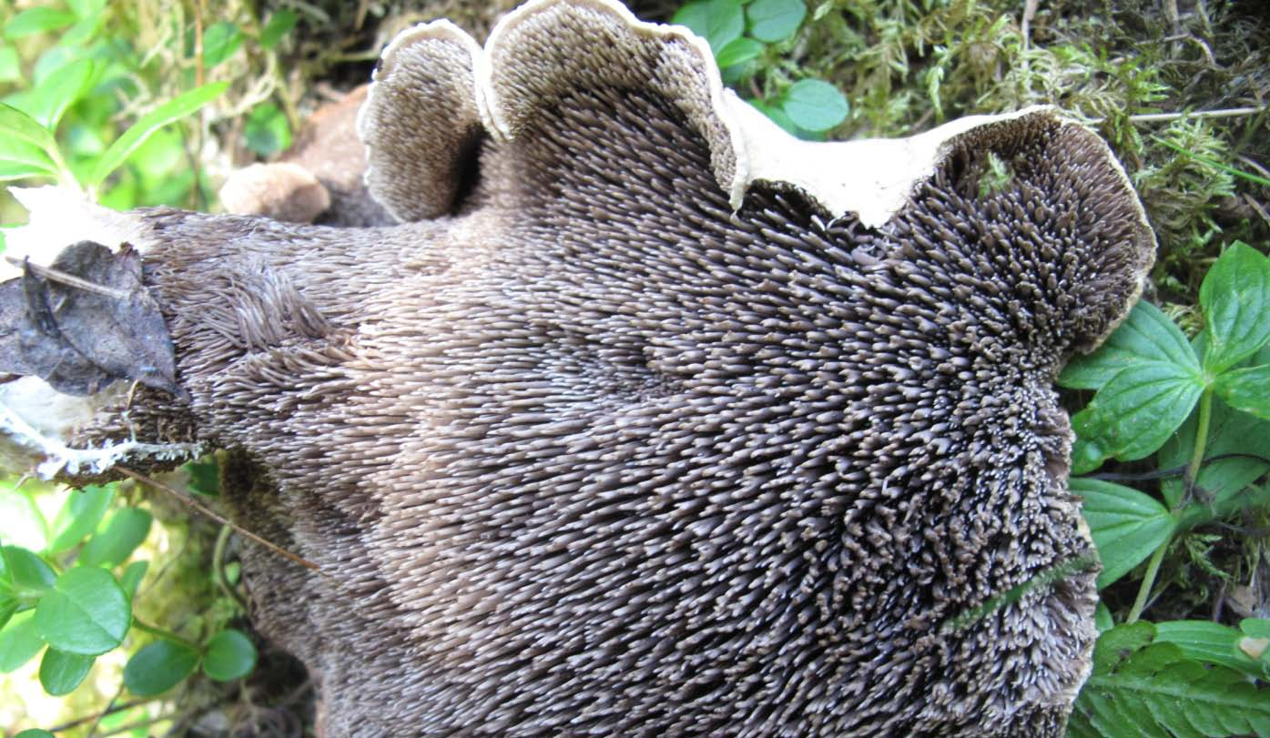 Figur 6 Gulbrun storpigg (NT) ble funnet på toppen av kollen i øst. Blåbærgranskog dominerer men humuslaget er stedvis såpass tynt at sopp- og karplantefloraen får kontakt med berggrunnen.