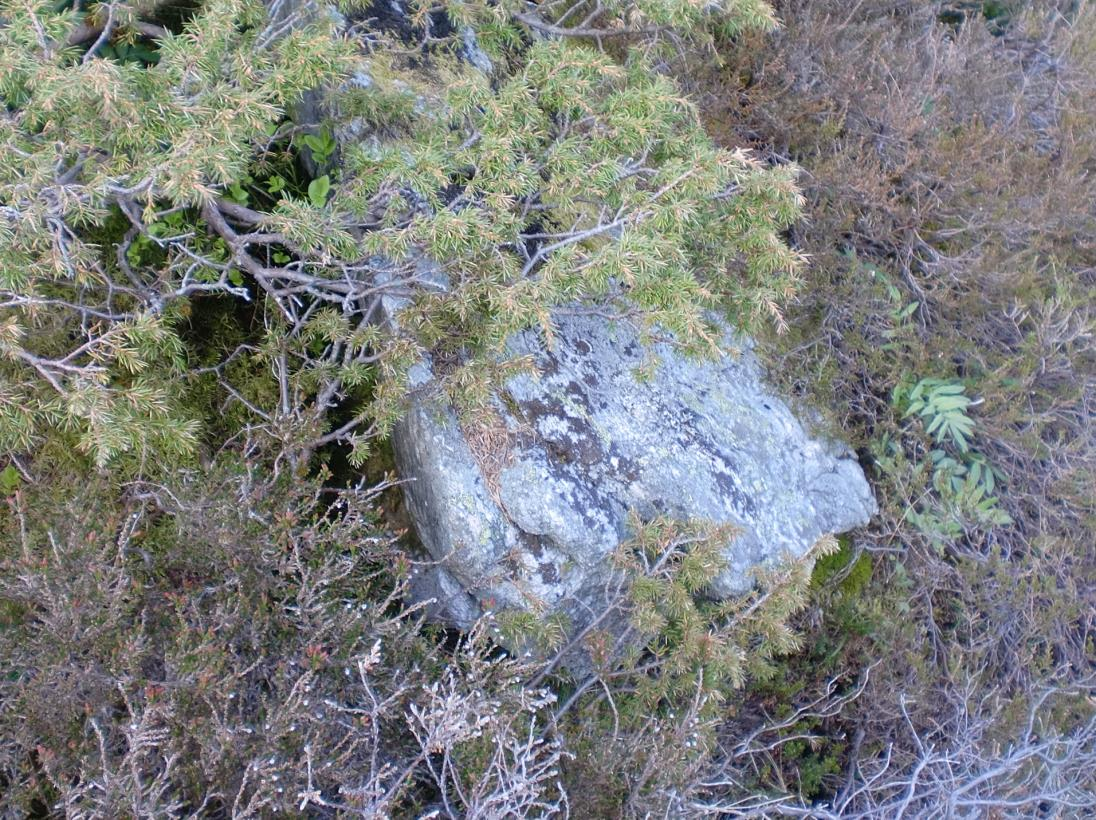 Figur 12: Heilt vest, ved grensa til nabotomta, i den nedste delen av lia, er fjellskråninga utan særleg vegetasjonsdekke.