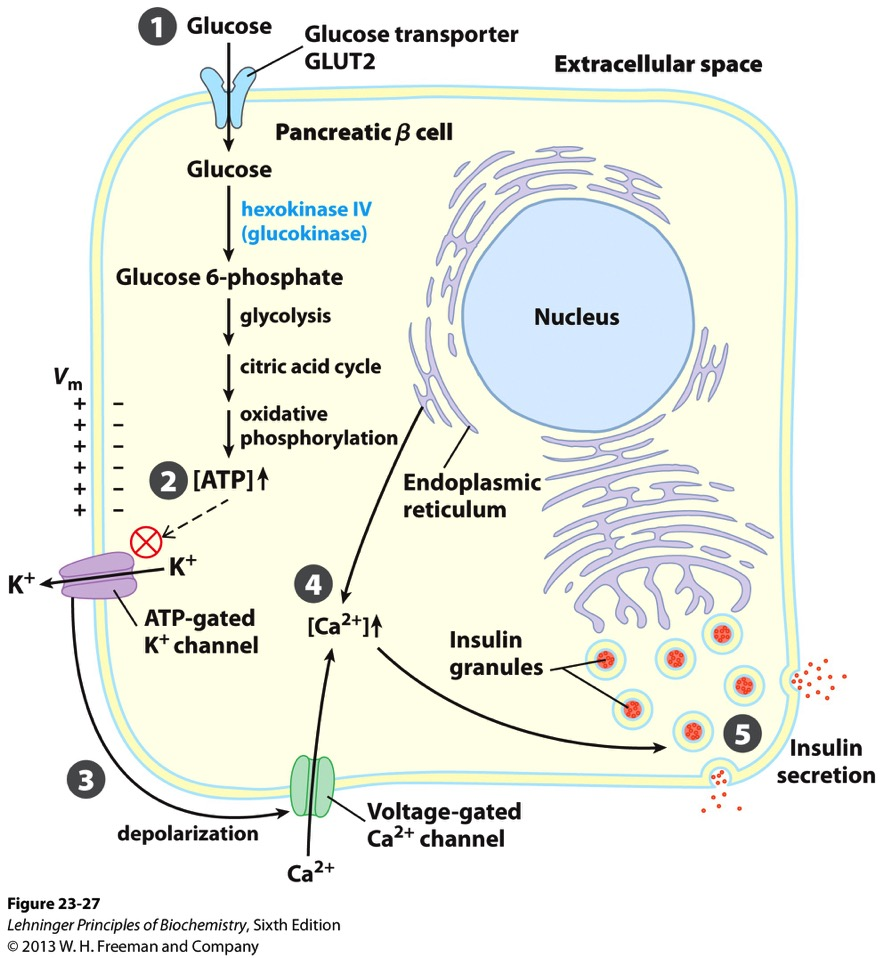 Glukoseindusert insulinsekresjon i β-celler 1. Glukoseopptak GLUT2 fasilitert diffusjon 2. Økt ATP : glukose katabolisme 3.