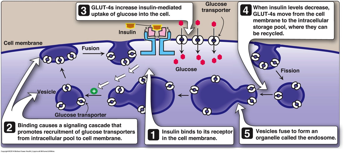 Effekt av insulin på opptak av