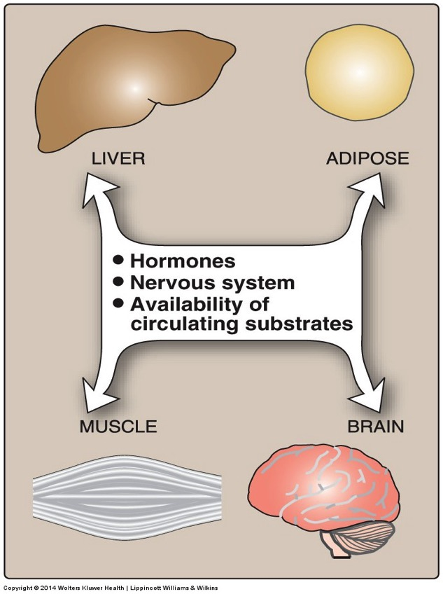 Metabolisme : kommunikasjon mellom organ Energiomsetning: Lever, muskler, fettvev, hjerne Systemisk regulering: Hormoner