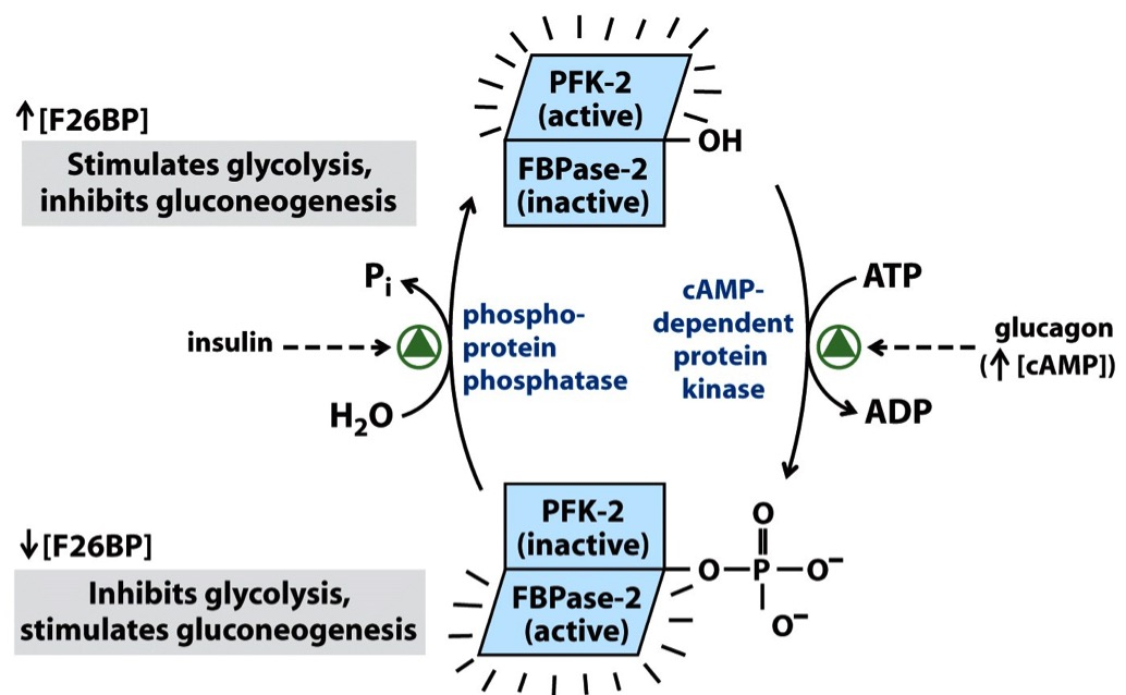 Regulering av blodsukker via fruktose 2,6- bisfosfat Glukagon: senker