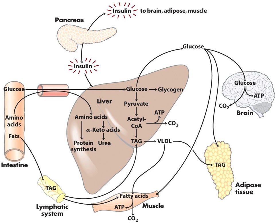 Virkninger av insulin etter et måltid I: spor som stimuleres av insulin I I I I I I, gjennom økt fettsyresyntese I I I TAG: triacylglycerol; glycerol med tre