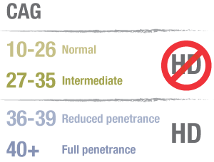 I artikkelen i Neurology antyder forskerne at de subtile forskjellene i atferdsendring kan bety at hjernen til personer med middels CAG-antall har noen fellestrekk med hjernen til personer med et