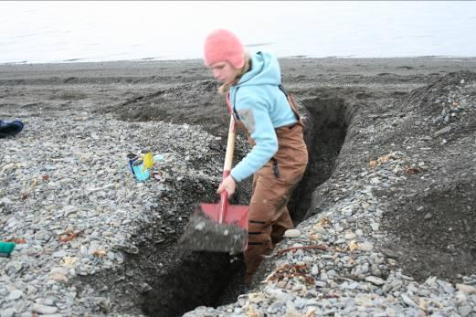 Oil residues in Arctic beach sediments Sampling old oil spill