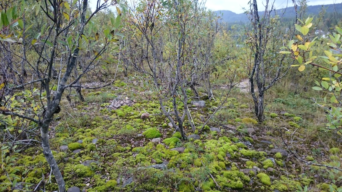 Bilder fra området Svendstuøyene Det finnes noen flomdammer sør på den sørlige øya. Her er vegetasjonen preget av nærhet til grunnvann og spesielle forhold under flom.