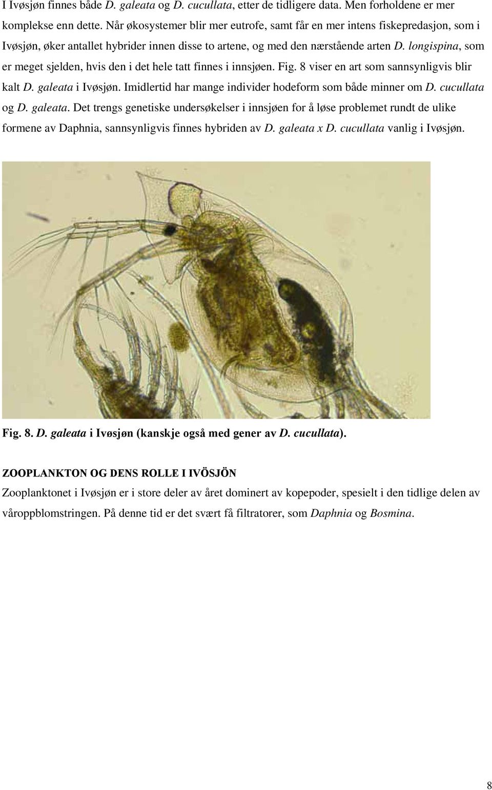 longispina, som er meget sjelden, hvis den i det hele tatt finnes i innsjøen. Fig. 8 viser en art som sannsynligvis blir kalt D. galeata i Ivøsjøn.