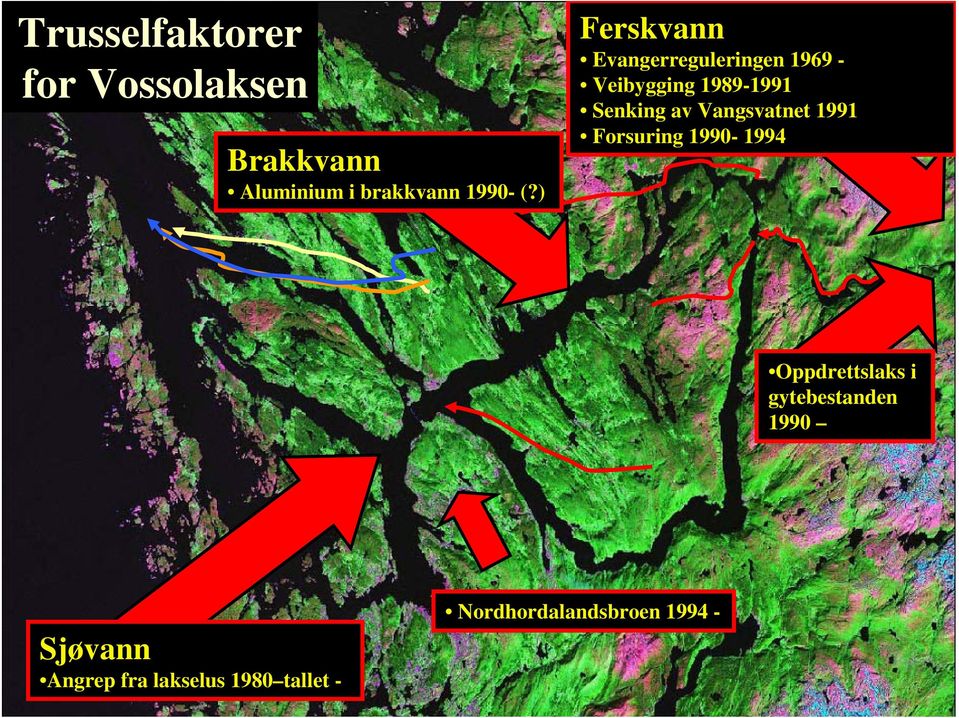 av Vangsvatnet 1991 Forsuring 1990-1994 Oppdrettslaks i gytebestanden