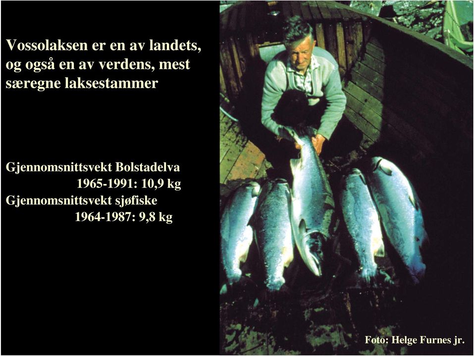 Gjennomsnittsvekt Bolstadelva 1965-1991: 10,9 kg