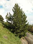 To innførte bartrær Picea