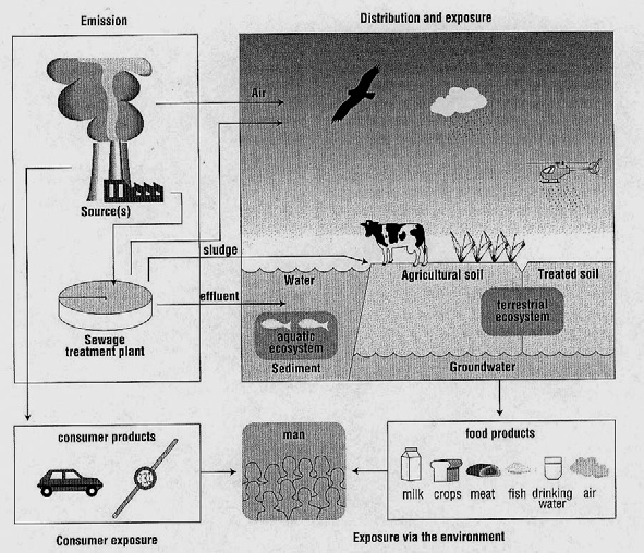 transport og biotilgjengelighet transport-prosesser intermedia - intramedia likevekter - fugasitet (luft, vann, jord/sediment,