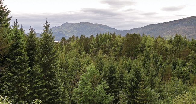 På Vestlandet er det naturlig lauv- og furuskog. Tilplanting med gran gjør at det nå er like mye barskog som lauvskog. Fusa, Hordaland. Foto: John Y.