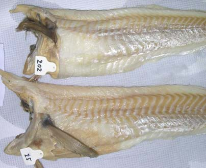 Bilde 11. Eksempel på tverrsnitt av en bloduttredelse på muskelen i ferdig bløytet fisk. Skjelltap Skjelltapet på fisken ble vurdert etter hvor stor del av fisken som var skadet.