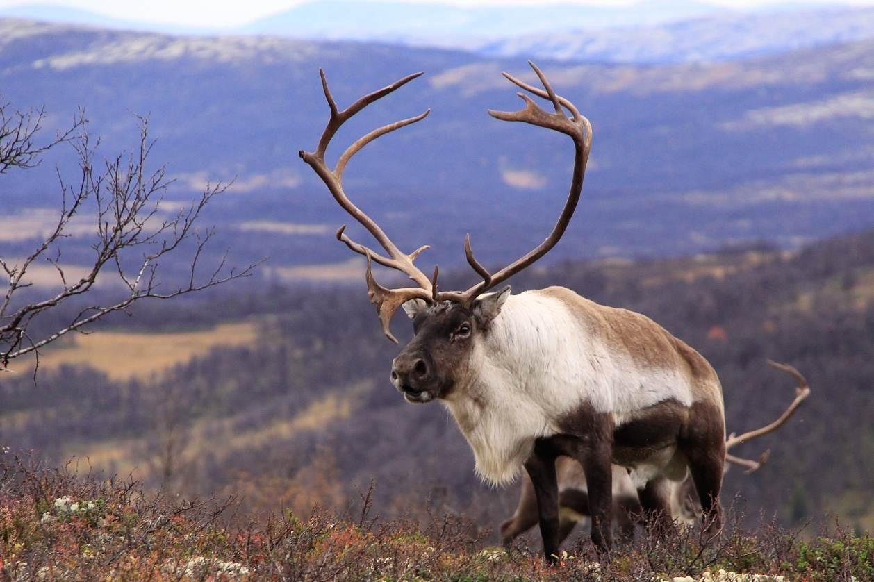 Navn Veg inn til Hiåsjøen sør for Sundliseter (Midtre Gauldal) Turmuligheter Pilegrimsleden gjennom nasjonalparken Behov for sperregjerde Langs jernbanen nord for Røros Tilrettelegging og skjøtsel