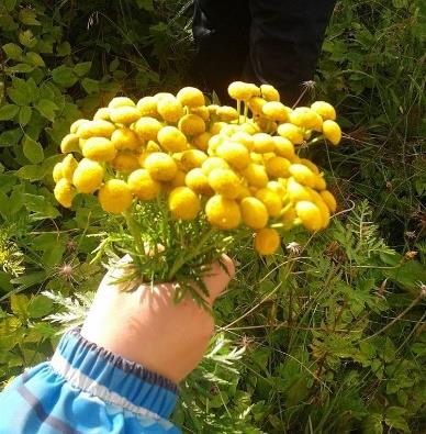 Årsplan 2016/2017 Vi samarbeider med Stavanger Turistforening Vi i Bogafjellbakken Naturbarnehage ønsker å stå frem som en barnehage som virkelig satser på naturen og opplevelsene den byr på.