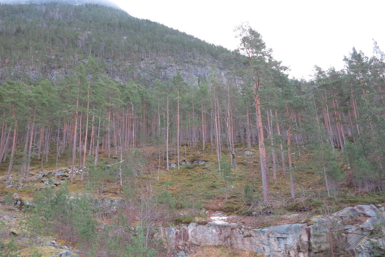 Figur 9 Typisk utsnitt av skogbotnen: Krekling og tytebær dominerar. Figur 10 Furuskog av middels alder.