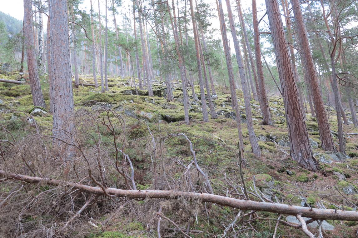 Foto frå området: Figur 3 Typisk furuskog i lisida. Bilete frå område med låg bonitet i vest, teke frå delområde A innover i delområde B i framlegg til planprogram for detaljregulering av steinbrotet.