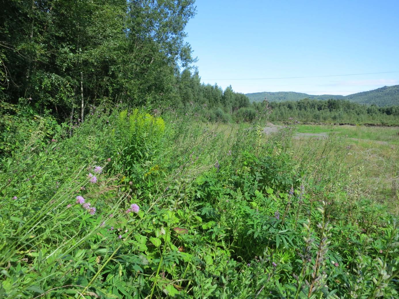 Innledning BioFokus har på oppdrag for Grindaker AS Landskapsarkitekter foretatt en biologisk undersøkelse av Ånebymåsan i Nittedal kommune.