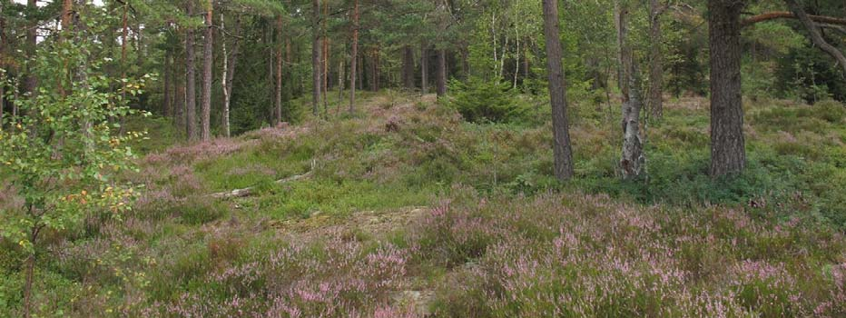 Figur 3. Ordinært og typisk skogsmiljø for planområdet.