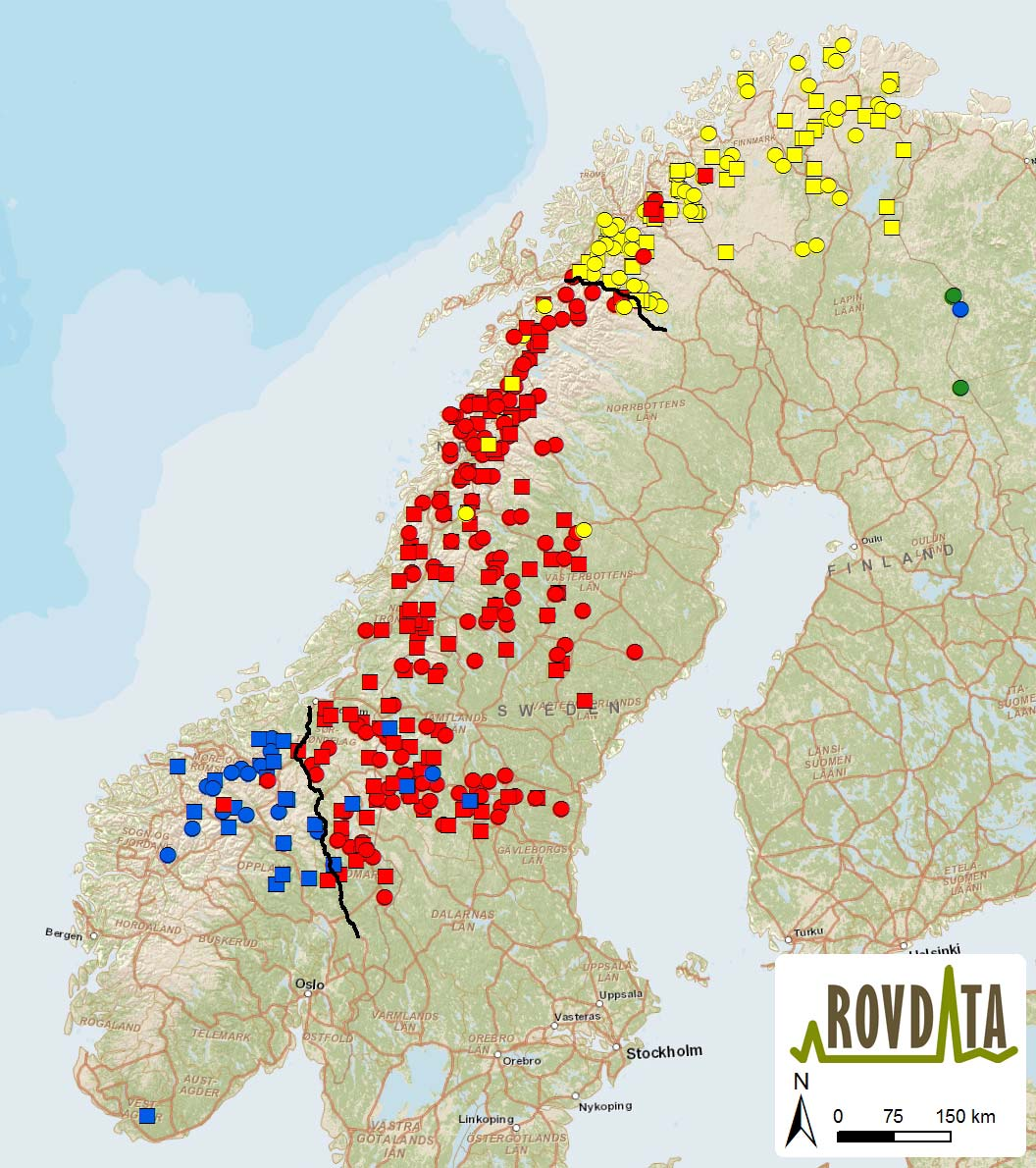Figur 11 Skandinaviske jervindivider fra 2011 med genetisk tilhørighet (blå = vestlig genotype; rød = østlig genotype; gul = nordlig genotype; grønn = genotype fra finskrussisk Karelien; firkant =