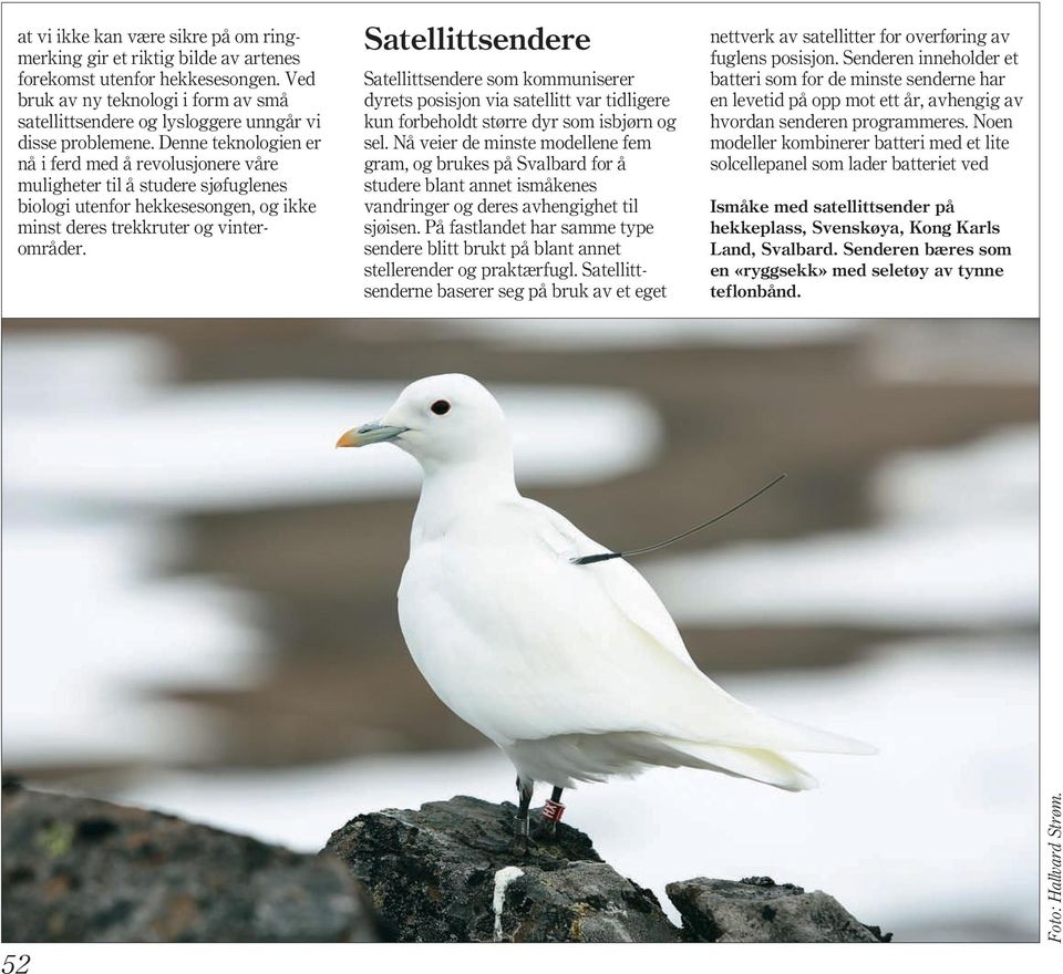 Denne teknologien er nå i ferd med å revolusjonere våre muligheter til å studere sjøfuglenes biologi utenfor hekkesesongen, og ikke minst deres trekkruter og vinterområder.