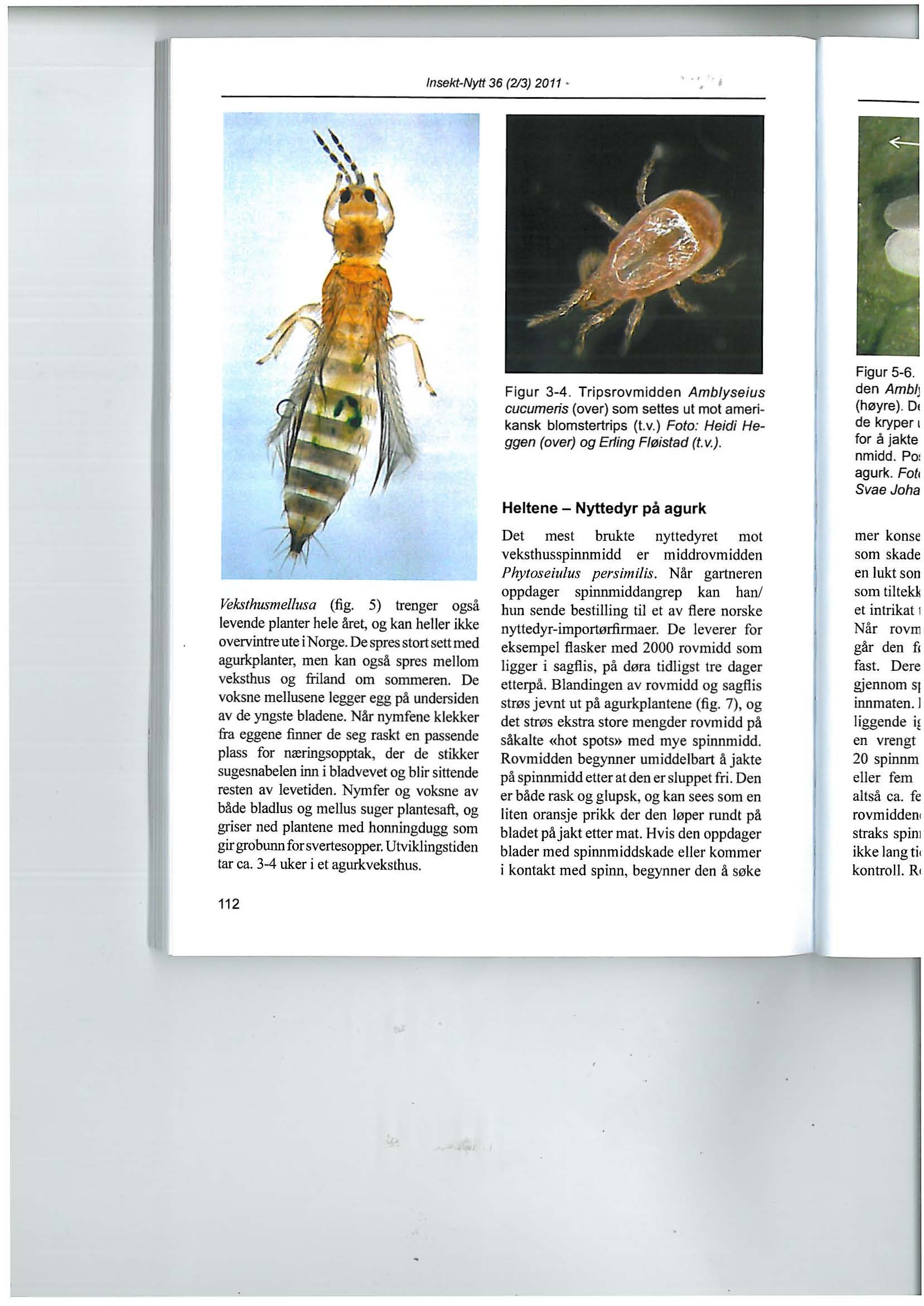 Insekt-Nytt 36 (213) 2011 VeksthusmeJlusa (fig. 5) trenger også levende planter hele åre~ og kan heller ikke overvintre ute i Norge.