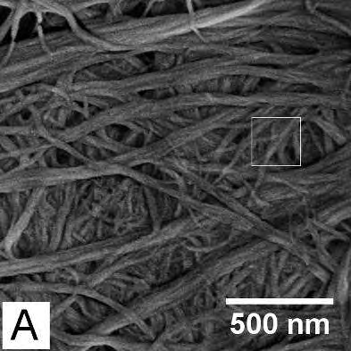 Hva er mikrofibriller? Produksjon av MFC Råmaterialet, cellulosefiber Modellfilmer Chinga-Carrasco, G. and Syverud, K.