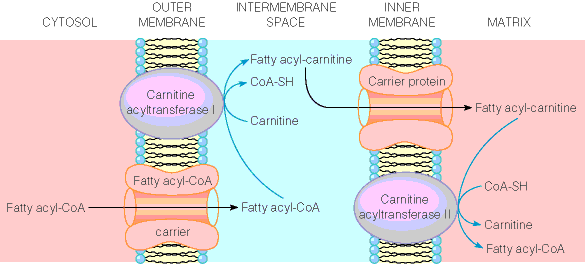 Figur 1-5: Karnitinsyklusen. Figuren er hentet fra referanse 6. Det gjendannede fettacyl-coa gjennomgår så β-oksidasjon, og dette er vist i Skjema 1-4.