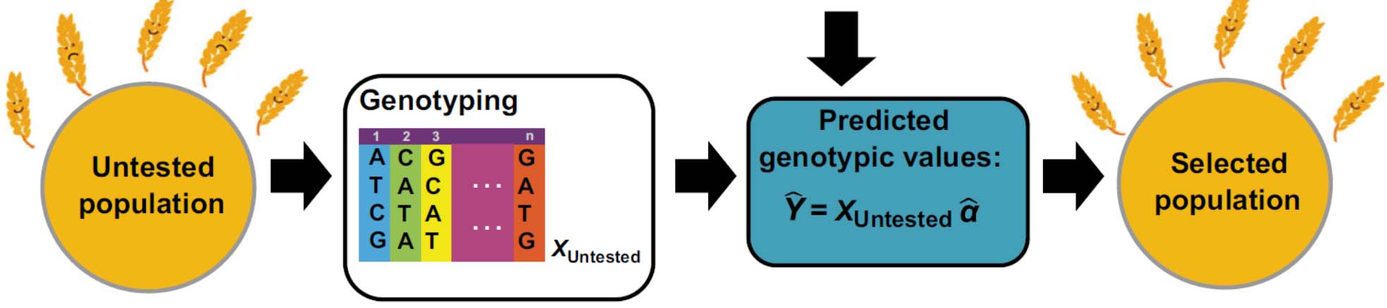 Genomisk seleksjon Kilde: Zhao et al.