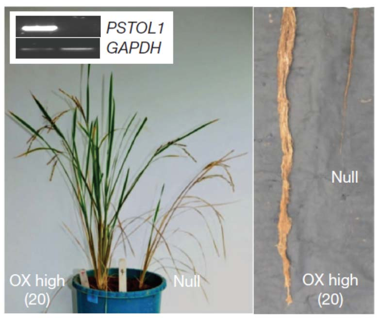 Eksempel på verdien av genetiske ressurser genet PSTOL1 i ris Toleranse overfor lite fosfor Påvist i landrasen Kasalath i 1998 Genet kloner i 2012 En protein kinase gir økt