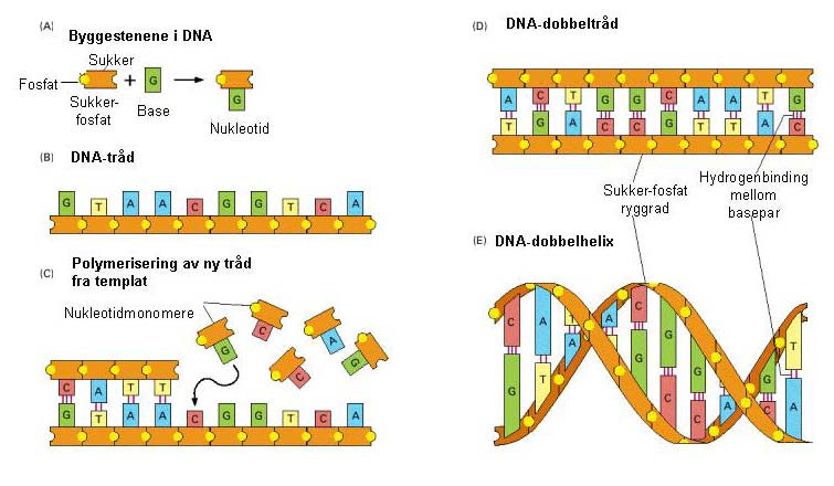 Teoretisk bakgrunn 1 Teoretisk bakgrunn 1.1 Cellulære prosesser 1.1.1 DNA, DNA-helixen og oppbygning av kromosomene En levende organsime er avhengig av å kunne lagre genetisk informasjon om hvilke prosesser den skal gjennomføre til enhver tid.