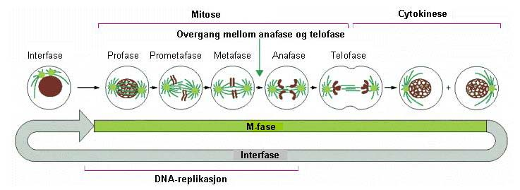 Teoretisk bakgrunn datterceller. M-fasen deles videre inn i følgende steg: Profase, prometafase, metafase, anafase, telofase og cytokinese (Figur 1.4). Figur 1.