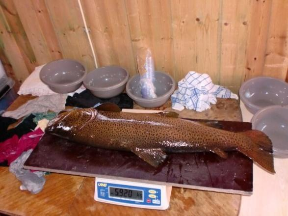 Stamfisken studeres grundig Stamfisk på 5,9 kg fra Tunhovdfjorden Utsettinger fra NLB settefisk 60000 50000 40000 30000