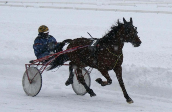 Markenstravet 2010 - Fine prestasjoner i snøværet Kongsberg Travselskap arrangerte sin tradisjonelle Markenskjøring lørdag 27. februar.