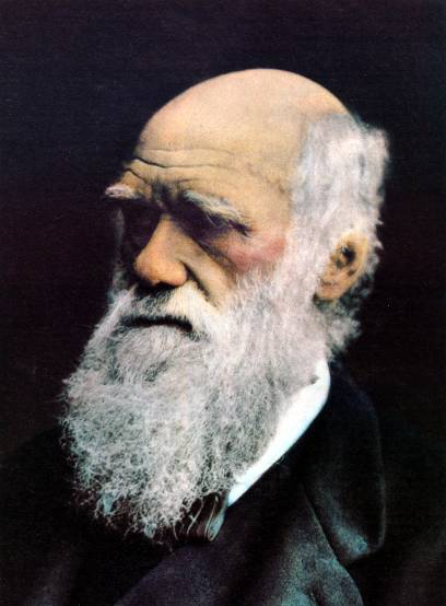 Nyttig lærdom fra Darwin? Den sterkestes rett? Konkurranse og spissealbuer?
