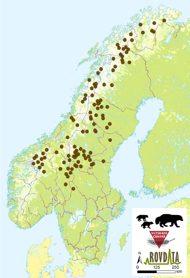 Side 6 av 10 Figur 1. Kart som viser de 108 påviste ynglingene av jerv i Skandinavia i 2016. Jervens genetiske status Analyser har vist at jerven i nord er genetisk forskjellig fra jerv lenger sør.