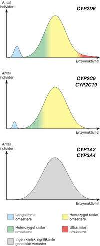 Alder og metabolismekapasitet Nyfødte metaboliserer saktere enn voksne CYP-enzymer utvikles i fosterlivet Modnes fra 2-4 uker etter fødsel Ulik utvikling for de enkelte CYP-enzymer Full modning i 2.