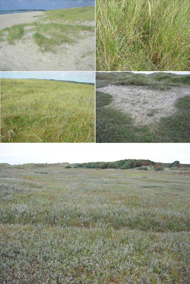 a b c d e Fig. 46. De fem marktypene innenfor økosystem-hovedtype sanddynemark. (a) Ustabile dyner (hvite dyner; primærdyner) dominert av marehalm (Ammophila arenaria). Brusand, Ogna, Hå, Rogaland.