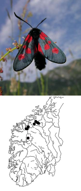 a b Fig. 53. Bloddråpesvermer (Zygaena lonicerae), en rødlistet sommerfuglart som er sterkt knyttet til rasmarkenger (a), og utbredelseskart for samme (b). Foto og kart: John Bjarne Jordal.