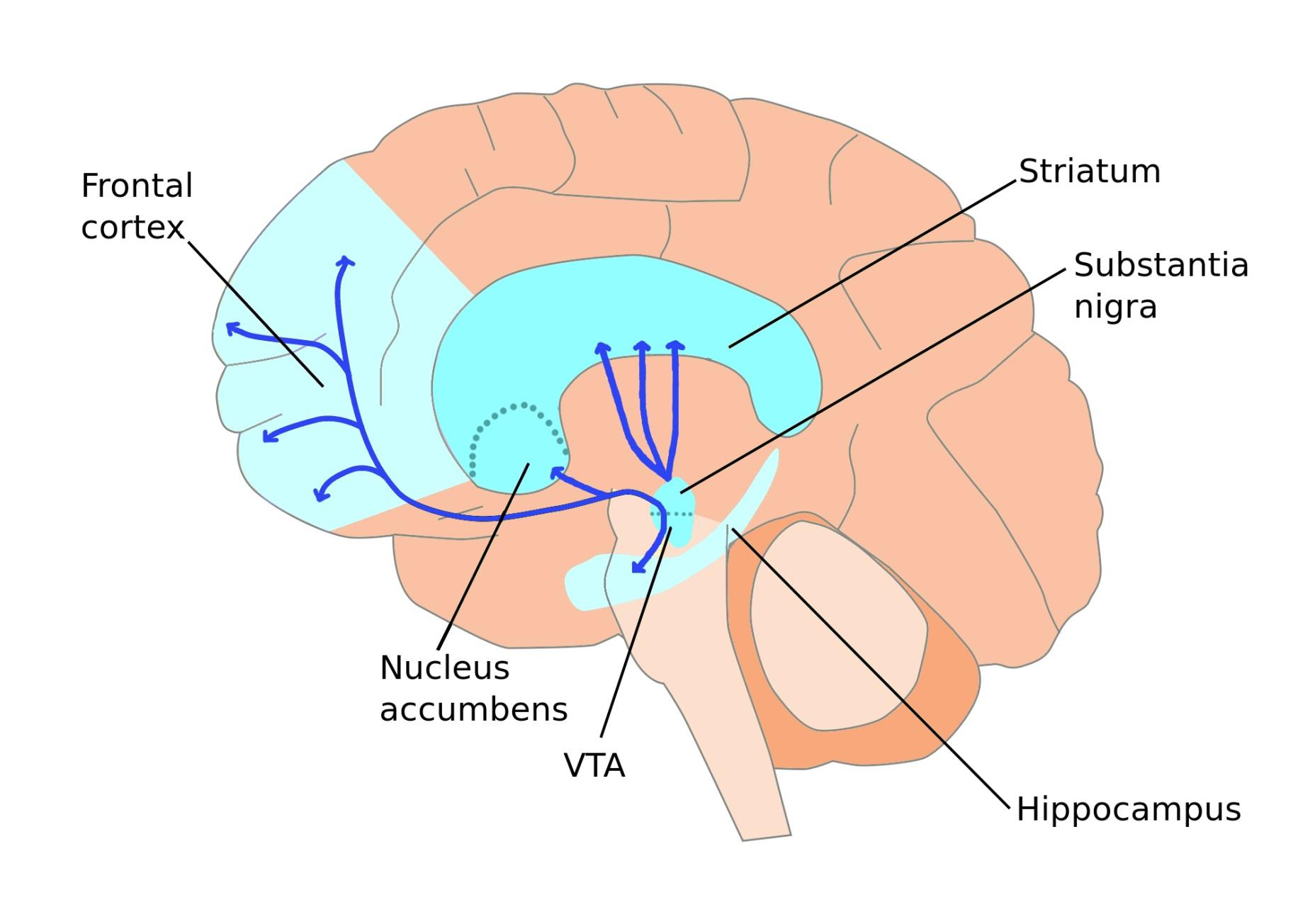 Prefrontal cortex