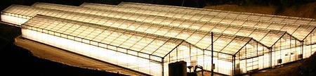 Use of light in greenhouse crop disease management Samarbeide mellom Bioforsk