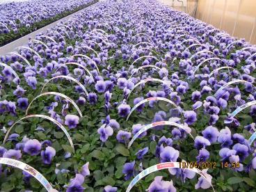 Greenhouse environment Rain free Warm Humid Less air movement Plant production High economic value Monoculture High planting