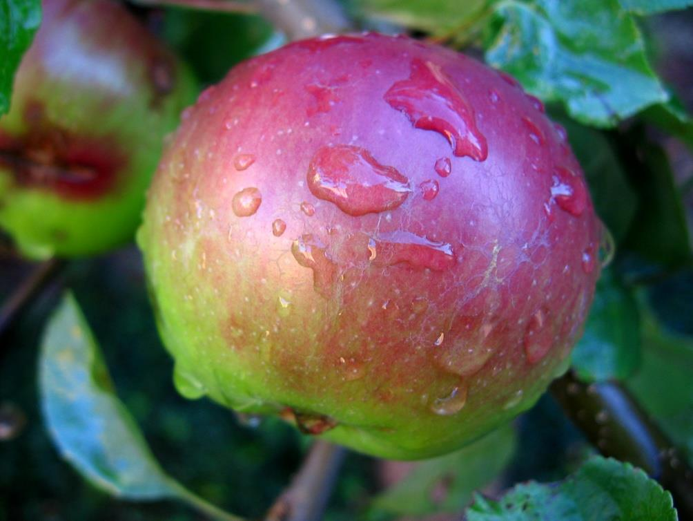 Dansk epleproduksjon Dårlig æbleøkonomi giver færre danske frugter Omlag 20 % av dansk epleforbruk produsert i Danmark (2012) Dårlig økonomi blandt æbleavlere giver udsigt